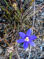 Brodiaea stellaris