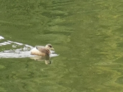 Tachybaptus ruficollis