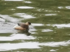 Tachybaptus ruficollis