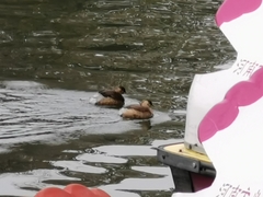 Tachybaptus ruficollis