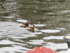 Tachybaptus ruficollis