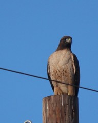 Buteo jamaicensis