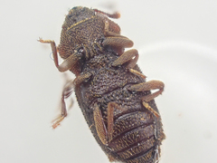 Namunaria pacifica