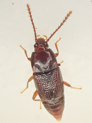 Trigonurus