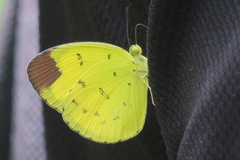 Eurema sari