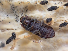 Namunaria pacifica