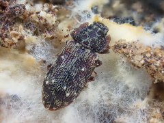 Namunaria pacifica