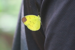 Eurema sari