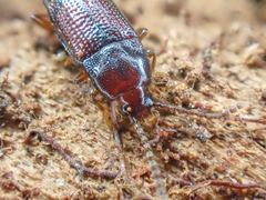 Trigonurus