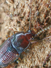 Trigonurus