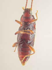 Trigonurus