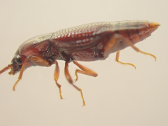 Trigonurus