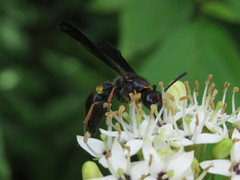 Ancistrocerus unifasciatus