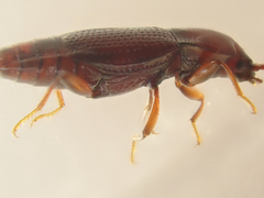 Trigonurus
