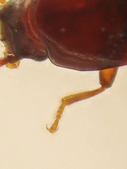 Trigonurus