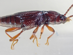 Trigonurus