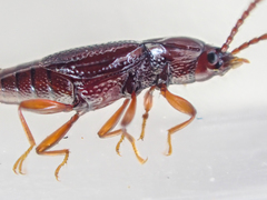 Trigonurus
