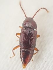 Trigonurus