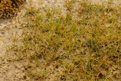 Eleocharis parvula