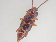 Trigonurus