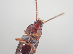 Trigonurus