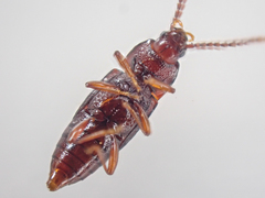 Trigonurus