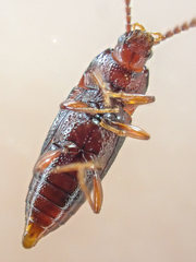 Trigonurus