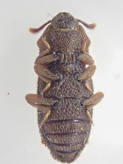 Namunaria pacifica