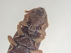 Namunaria pacifica