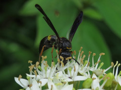 Ancistrocerus unifasciatus