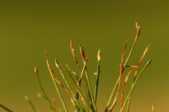 Eleocharis parvula
