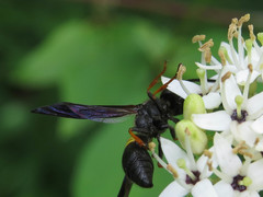 Ancistrocerus unifasciatus