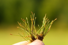 Eleocharis parvula
