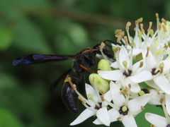 Ancistrocerus unifasciatus