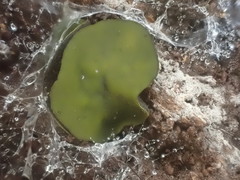 Chlorencoelia versiformis