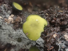 Chlorencoelia versiformis