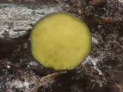 Chlorencoelia versiformis