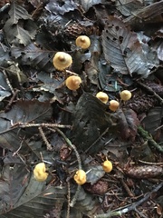 Mycena aurantiomarginata