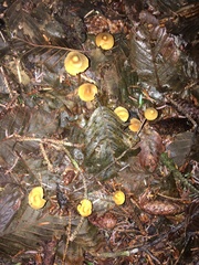 Mycena aurantiomarginata