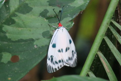 Chalcosia phalaenaria