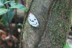 Chalcosia phalaenaria