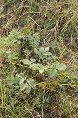 Corydalis paeoniifolia