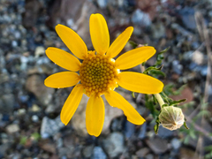 Eriophyllum lanatum achilleoides