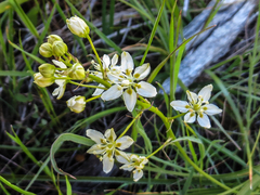 Toxicoscordion micranthum