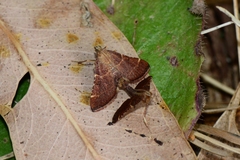 Persicoptera aglaopa