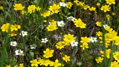 Leptosiphon jepsonii