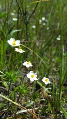 Leptosiphon jepsonii