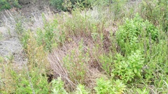 Nidorella ivifolia