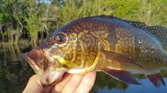 Cichla orinocensis