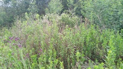 Nidorella ivifolia
